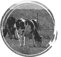 МАНДРА <br>МОГИЛА "ГОДЕЧ"