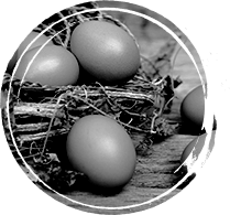 ФЕРМА ЗА ЯЙЦА, <br>СЕМ.ЖИВКОВИ